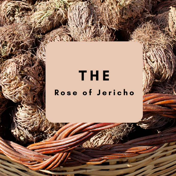 The Rose of Jericho: History and Practice